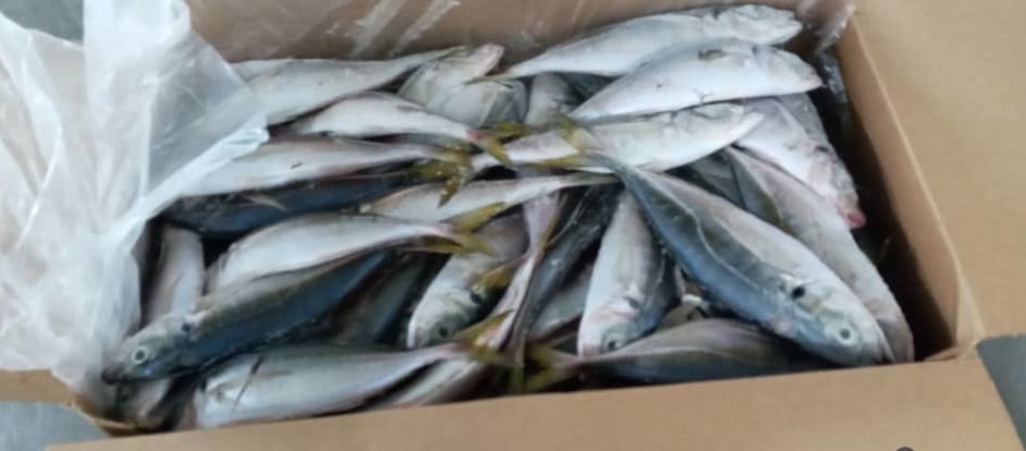 Chinchard