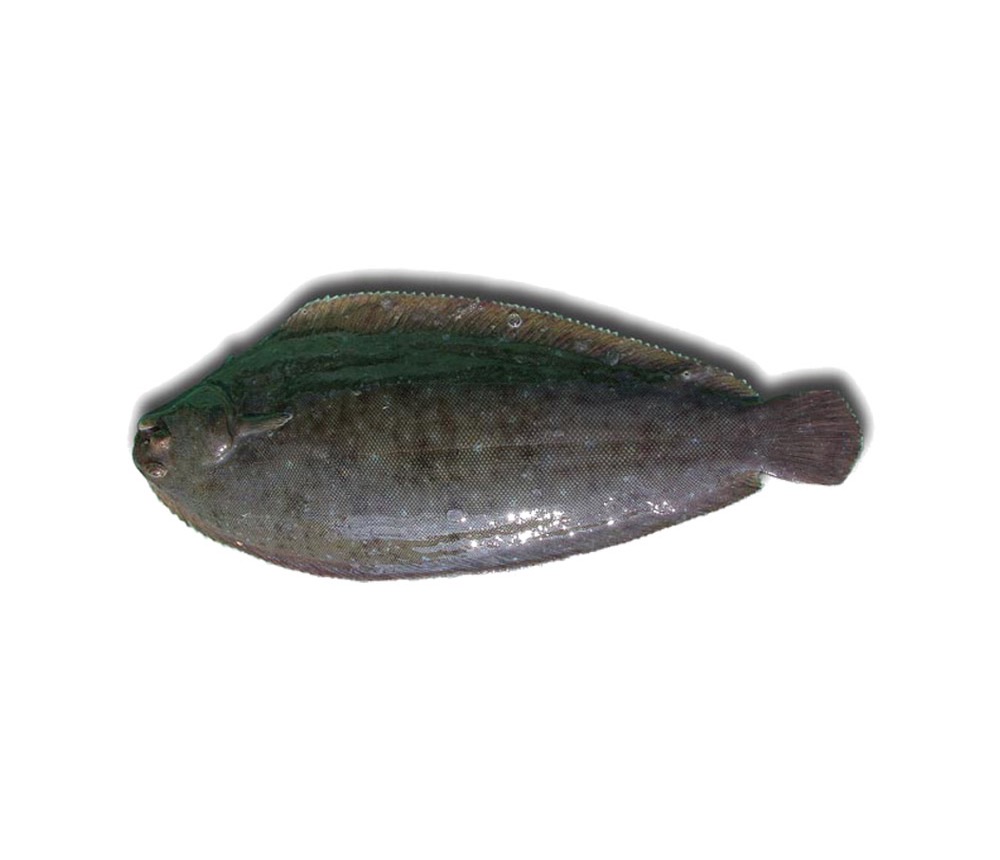 Sole sénégalaise