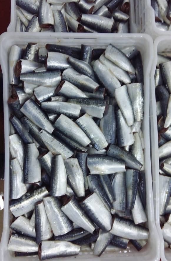Sardine